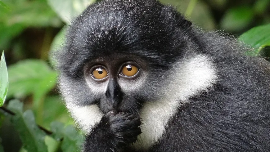 Kizza Besigye