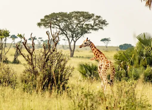 Ugandan age limit