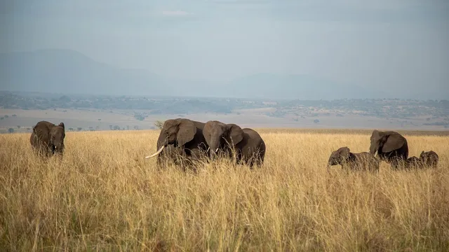 Museveni Uganda