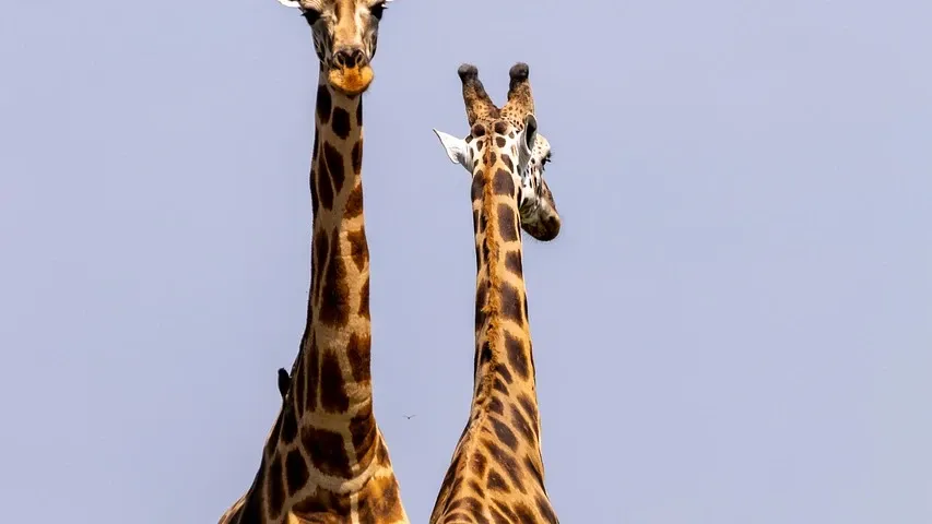 Uganda Sudan relations