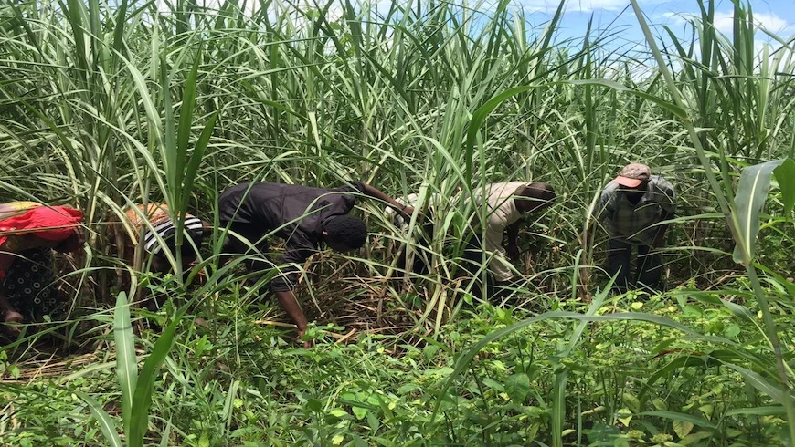 Baadhi ya wakulima nchini Tanzania.