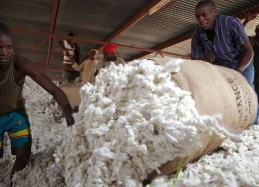 Brazil to boost cotton production in East Africa